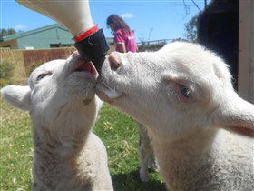Animal Farm Goolwa - Find Attractions 1