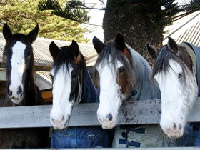 Victor Harbor Horse Drawn Tramway - Find Attractions 0