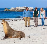 Seal Bay Conservation Park - Find Attractions