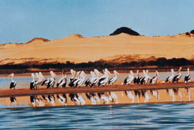 Coorong National Park - Find Attractions 0