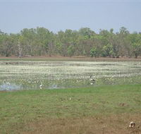 Leaning Tree Lagoon Nature Park - Find Attractions