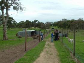 Avenue Emus - Find Attractions 0