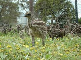 Avenue Emus - Find Attractions 1