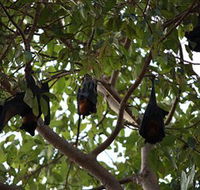 Manngarre Rainforest Walk - Find Attractions