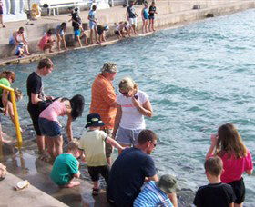 Aquascene - Find Attractions 3