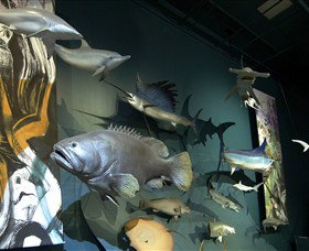 Museum And Art Gallery Of The Northern Territory - Find Attractions 4