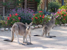 The Pioneer Settlement - Find Attractions 5