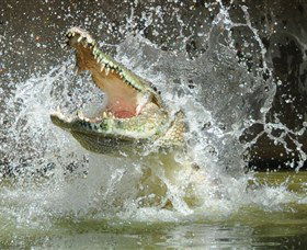 Crocodylus Park - Find Attractions 5