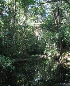 Wabunga Wayemba (Charmillan Creek Walking Track) - Find Attractions 0