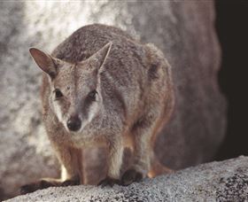 Arcadia At Magnetic Island - Find Attractions 2