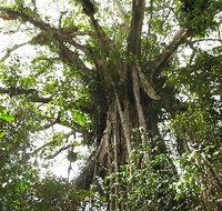 Cathedral Fig Tree - Find Attractions