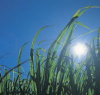 Australian Sugar Industry Museum - Find Attractions