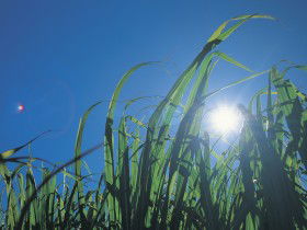 Australian Sugar Industry Museum - Find Attractions 0
