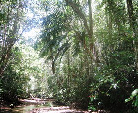Mount Lewis National Park Julatten