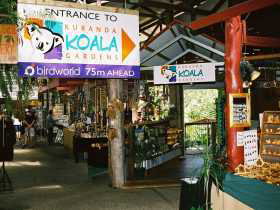 Kuranda Koala Gardens - Find Attractions 3