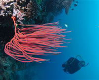 Eddy Reef Dive Site