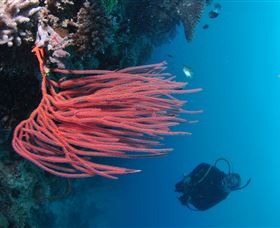 Eddy Reef Dive Site - Find Attractions 0