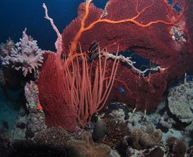 Eddy Reef Dive Site - Find Attractions 2