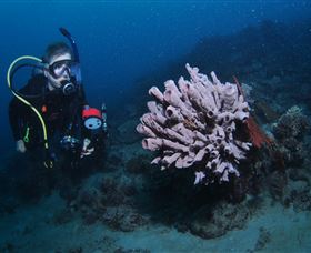 Eddy Reef Dive Site - Find Attractions 1