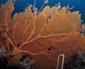Eddy Reef Dive Site - Find Attractions 3