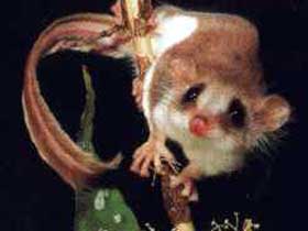 Carrowong Fauna Sanctuary - Find Attractions 0