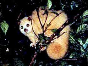 Carrowong Fauna Sanctuary - Find Attractions 1