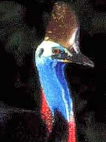 Carrowong Fauna Sanctuary - Find Attractions 2