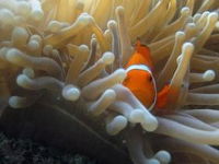 Beaver Reef Dive Site