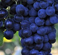 De Bortoli Wines Bilbul - Find Attractions