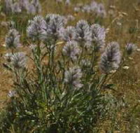 Terrick Terrick National Park - Find Attractions