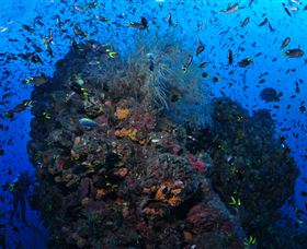 SS Yongala Dive Site - Find Attractions 1