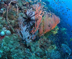 SS Yongala Dive Site - Find Attractions 0