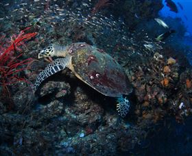 SS Yongala Dive Site - Find Attractions 3