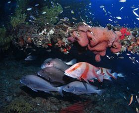 SS Yongala Dive Site - Find Attractions 2
