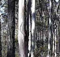 Kooyoora State Park - Find Attractions