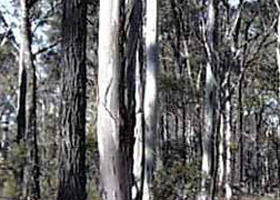 Kooyoora State Park - Find Attractions 0