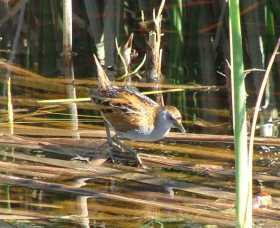 Fivebough Wetlands - Find Attractions 1