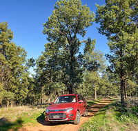 Forest drive - Find Attractions