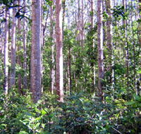 Cathu State Forest - Find Attractions