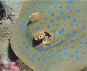Manunda QLD Find Attractions
