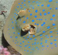 Jorgey's Patch Dive Site - Find Attractions