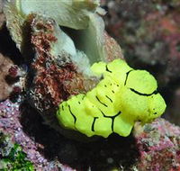 The Oasis Dive Site - Find Attractions