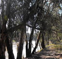 Mia Forest Drives Narrandera - Find Attractions