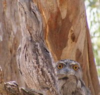 Bird Watching - Find Attractions