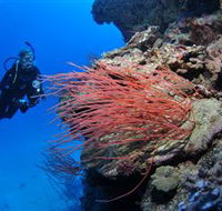 Three Sisters Dive Site - Find Attractions