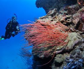 Three Sisters Dive Site - Find Attractions 0