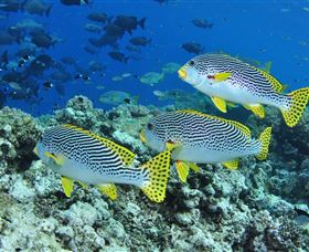 Three Sisters Dive Site - Find Attractions 1