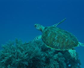 Three Sisters Dive Site - Find Attractions 3