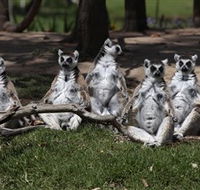 Savannah Visitor Plaza Taronga Western Plains Zoo Dubbo - Find Attractions