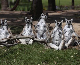 Savannah Visitor Plaza, Taronga Western Plains Zoo Dubbo - Find Attractions 0